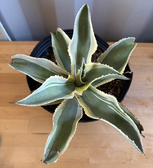 Agave gypsophila 'Ivory Curls' SH28 | Variegated Century Agave