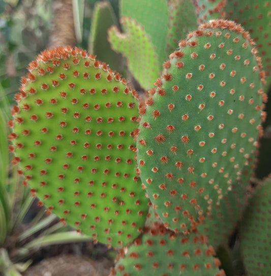 Opuntia microdasys 'Rubra' 6in