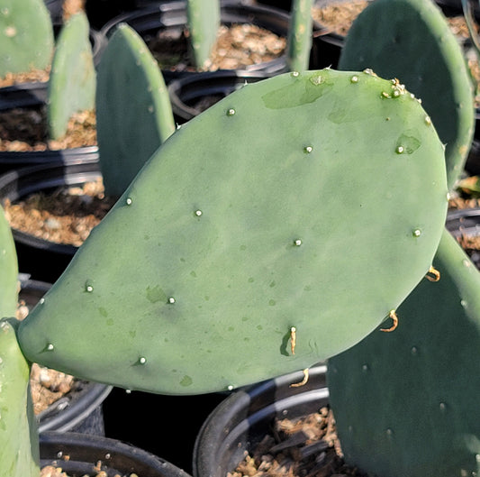 Opuntia cacanapa 'Ellisiana' 3g