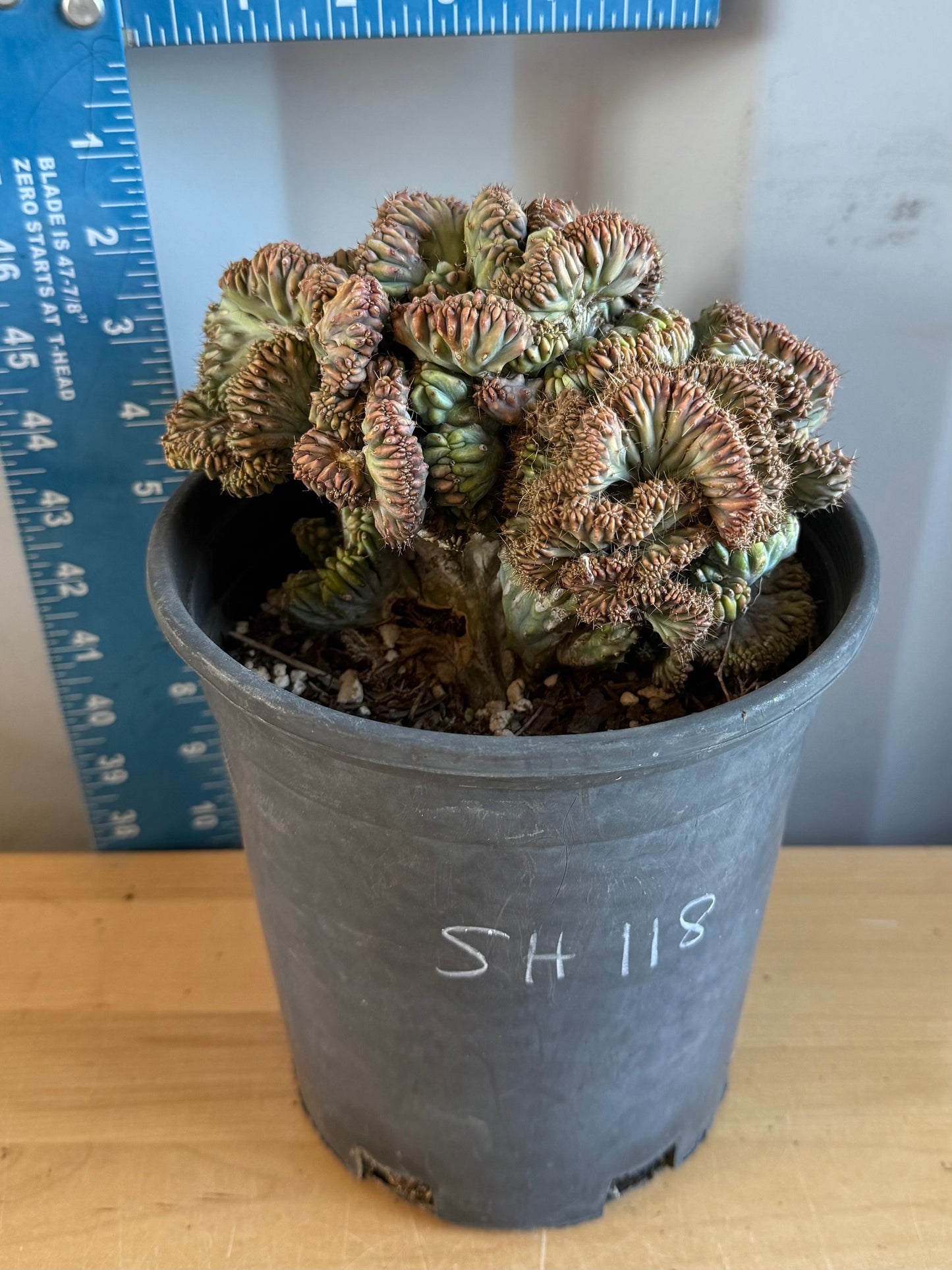 Myrtillocactus geometrizans ‘cristata’ SH118