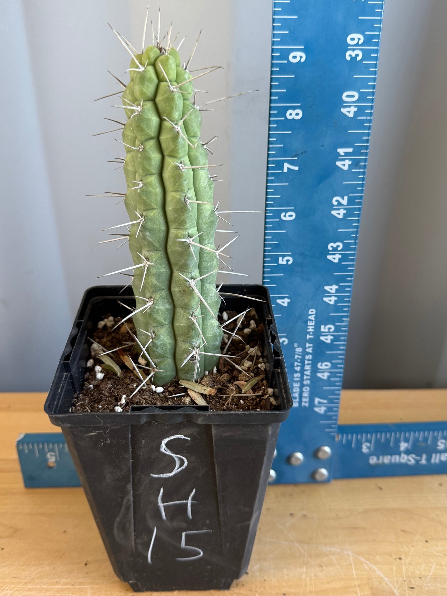 4-inch Rauhocereus riosaniensis SH15 | Rauhocereus riosaniensis ssp. jaenensis