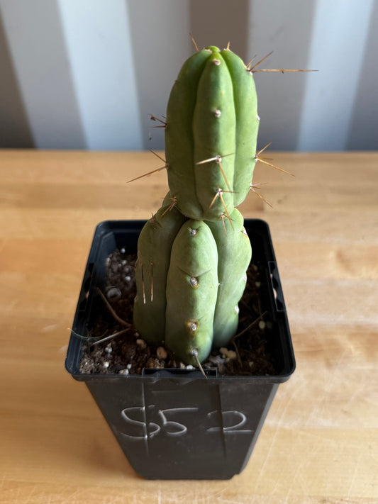 4-inch Landscape Monstrose Cactus S52