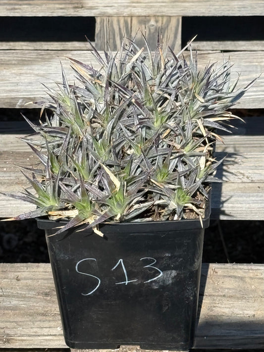 Abromeitiella brevifolia S13 | Deuterocohnia brevifolia