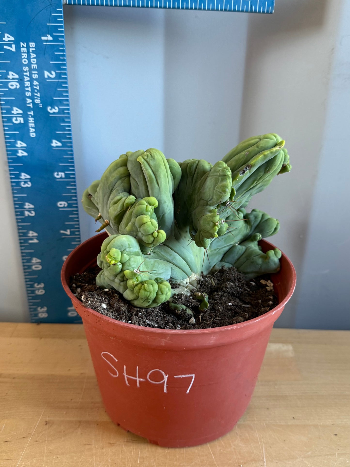 Crested Monstrose Cactus SH97