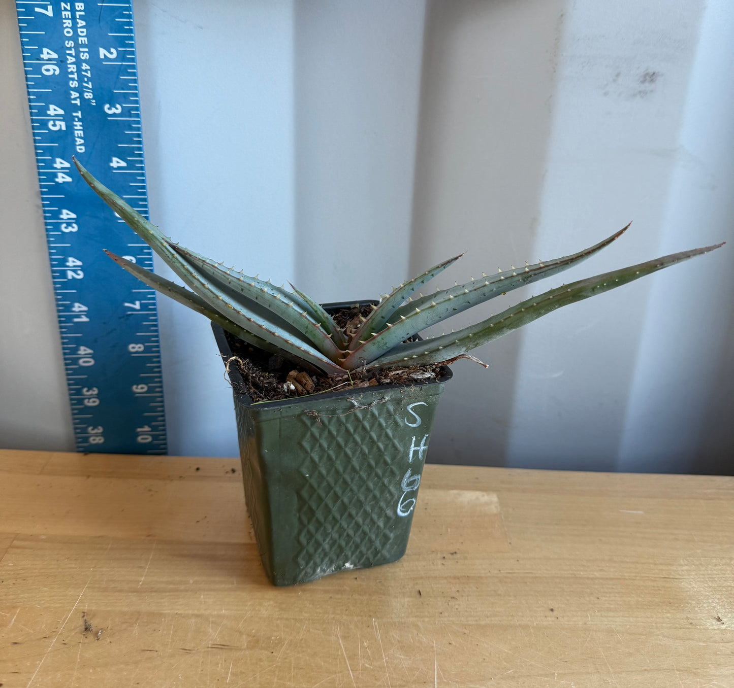 4-inch Mustache Aloe SH66 | Aloe suprafoliata