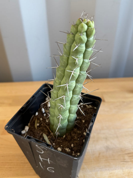 4-inch Rauhocereus riosaniensis SH16 | Rauhocereus riosaniensis ssp. jaenensis