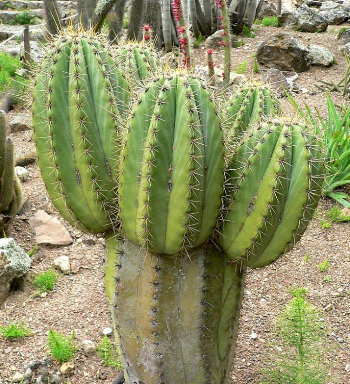Echinopsis terscheckii 3g