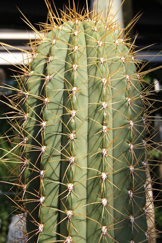 Echinopsis terscheckii 3g