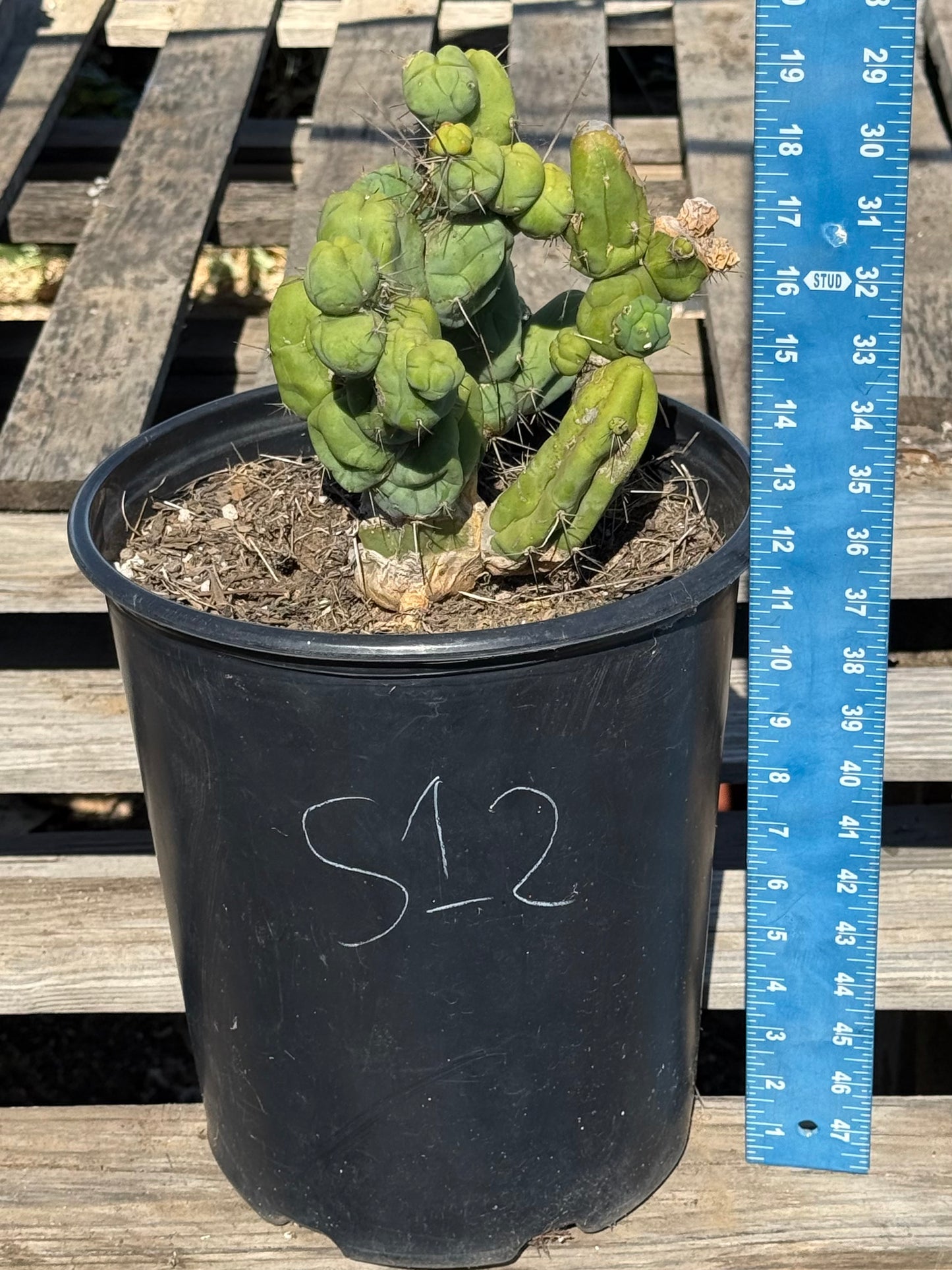 Monstrose Cactus S12