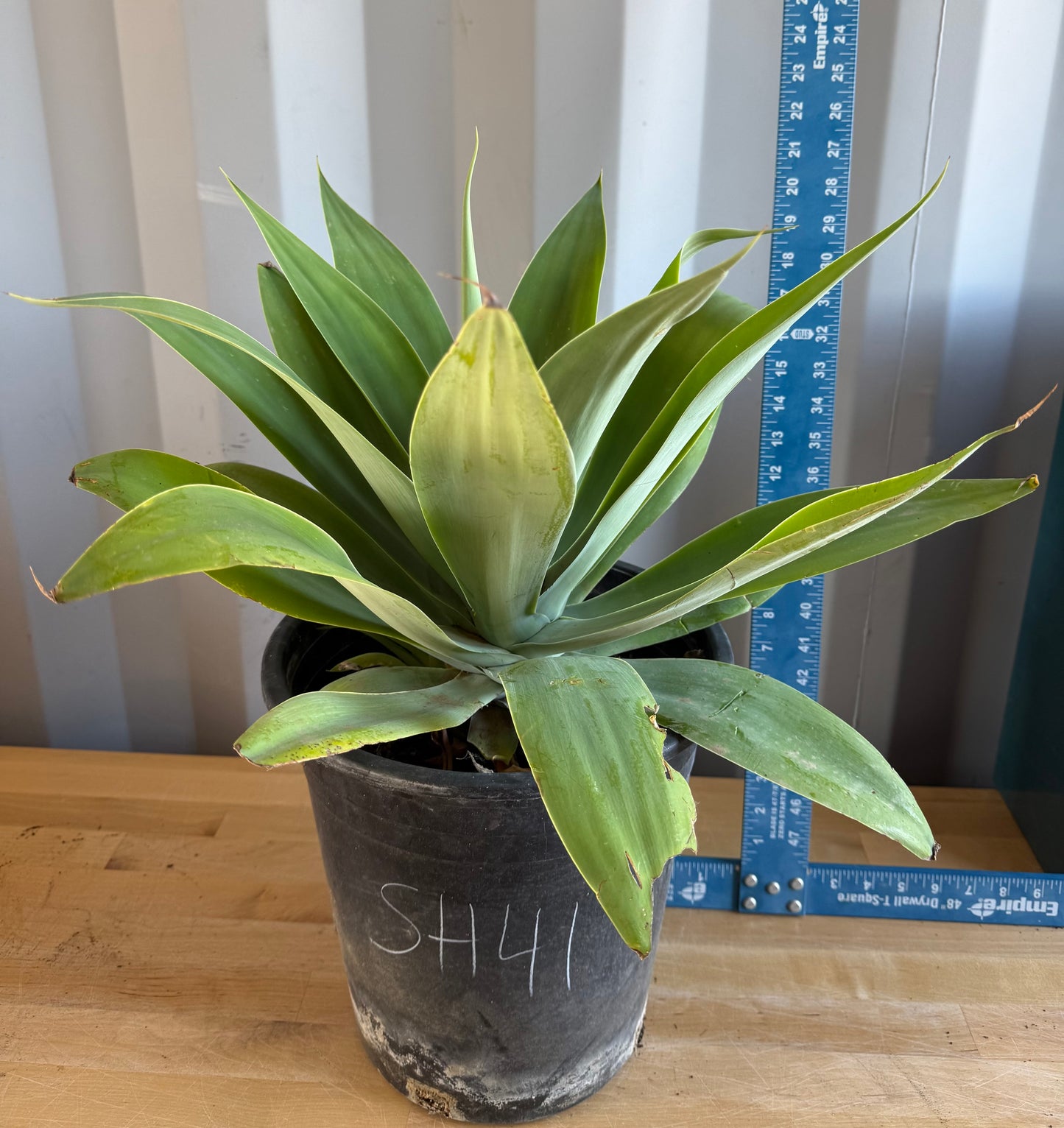 Foxtail Agave SH41 | Agave attenuata