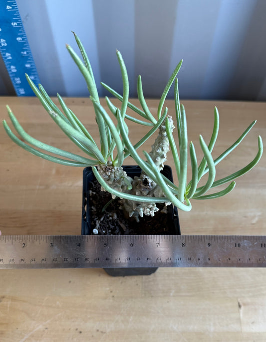 Tylecodon wallichii SH55 | Pegleg Butterbush