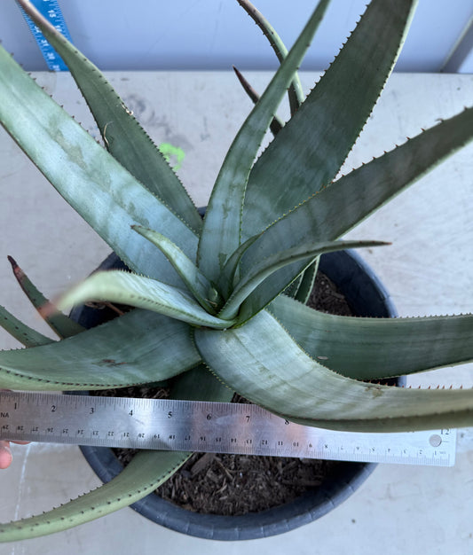 5gal Aloe Wickensii SH207
