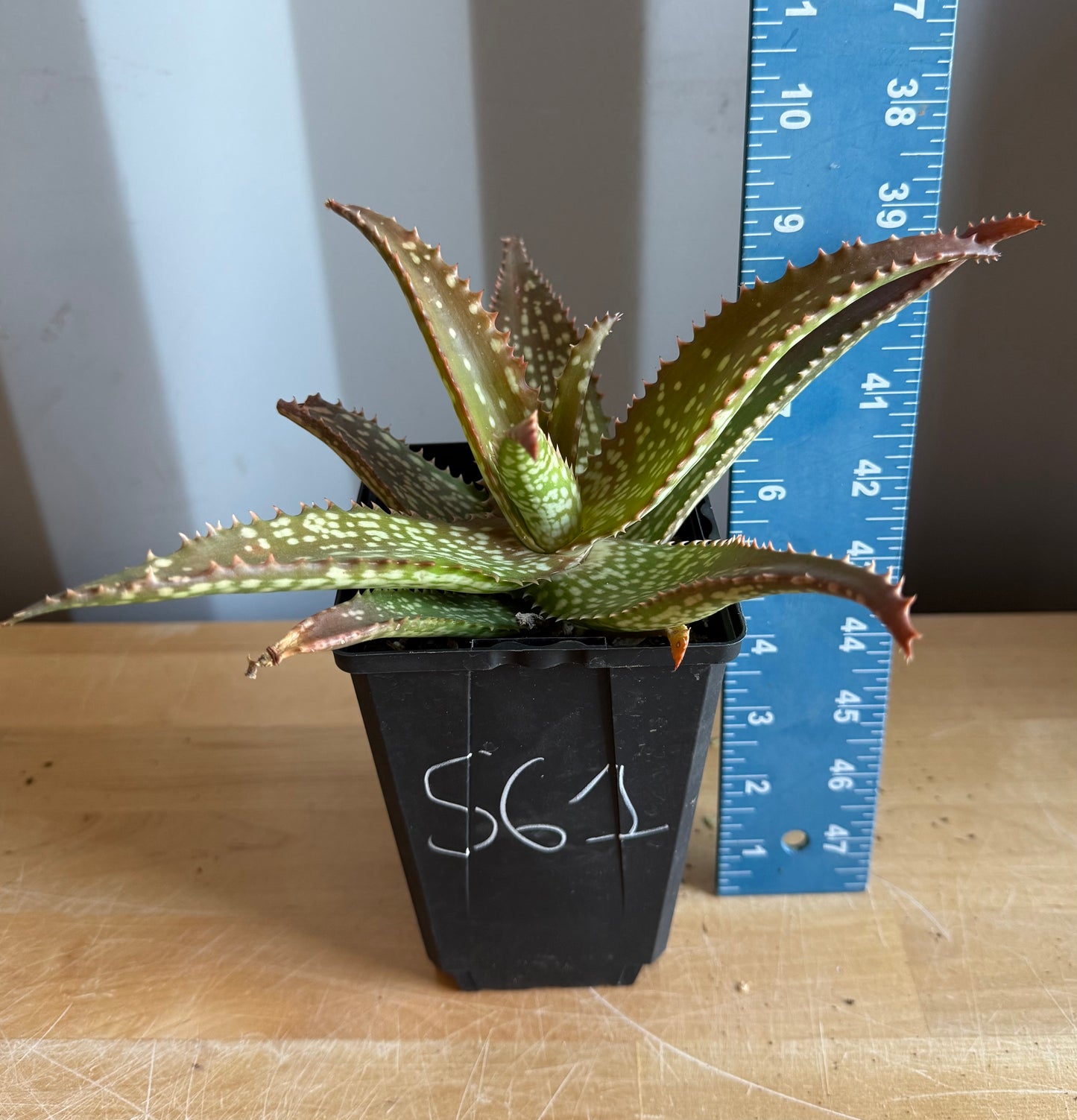 4-inch Aloe 'Cynthia Giddy' S61