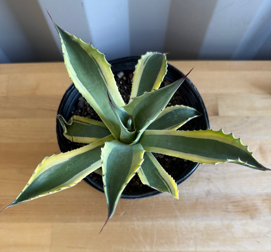 Orca Variegated Whale's Tongue Agave SH2 | Agave ovatifolia 'Orca' variegata