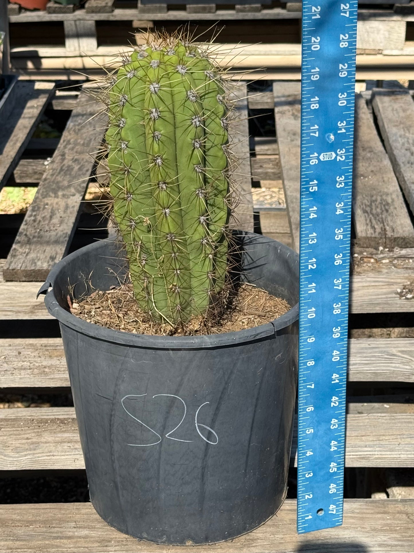 Echinopsis terscheckii S26