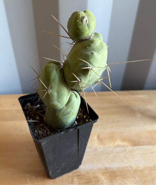 4-inch Monstrose Cactus S22