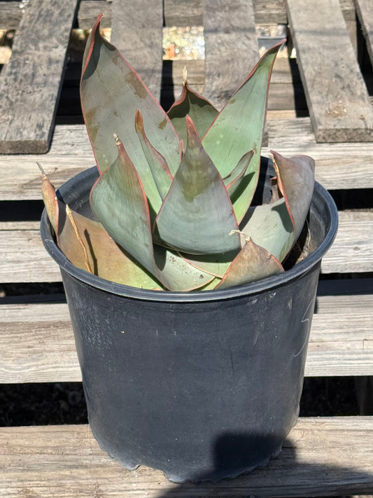 Coral Aloe S15 | Aloe striata