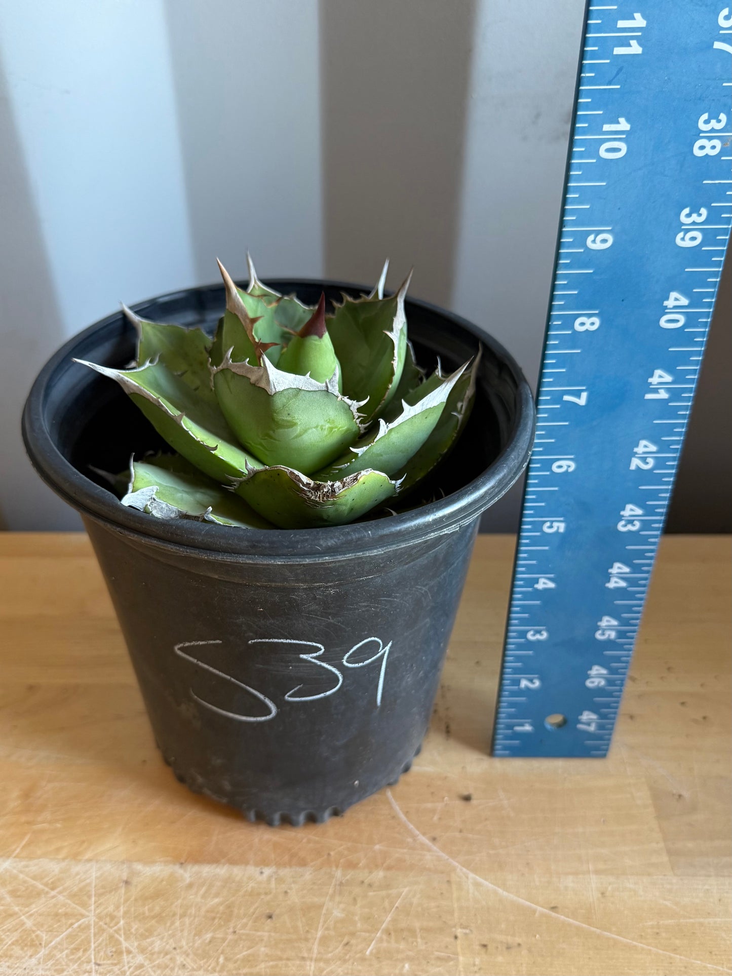 Agave titanota S39