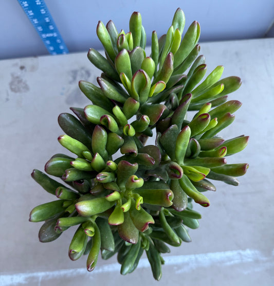 Shrek Ears Jade SH179 | Crassula Ovata