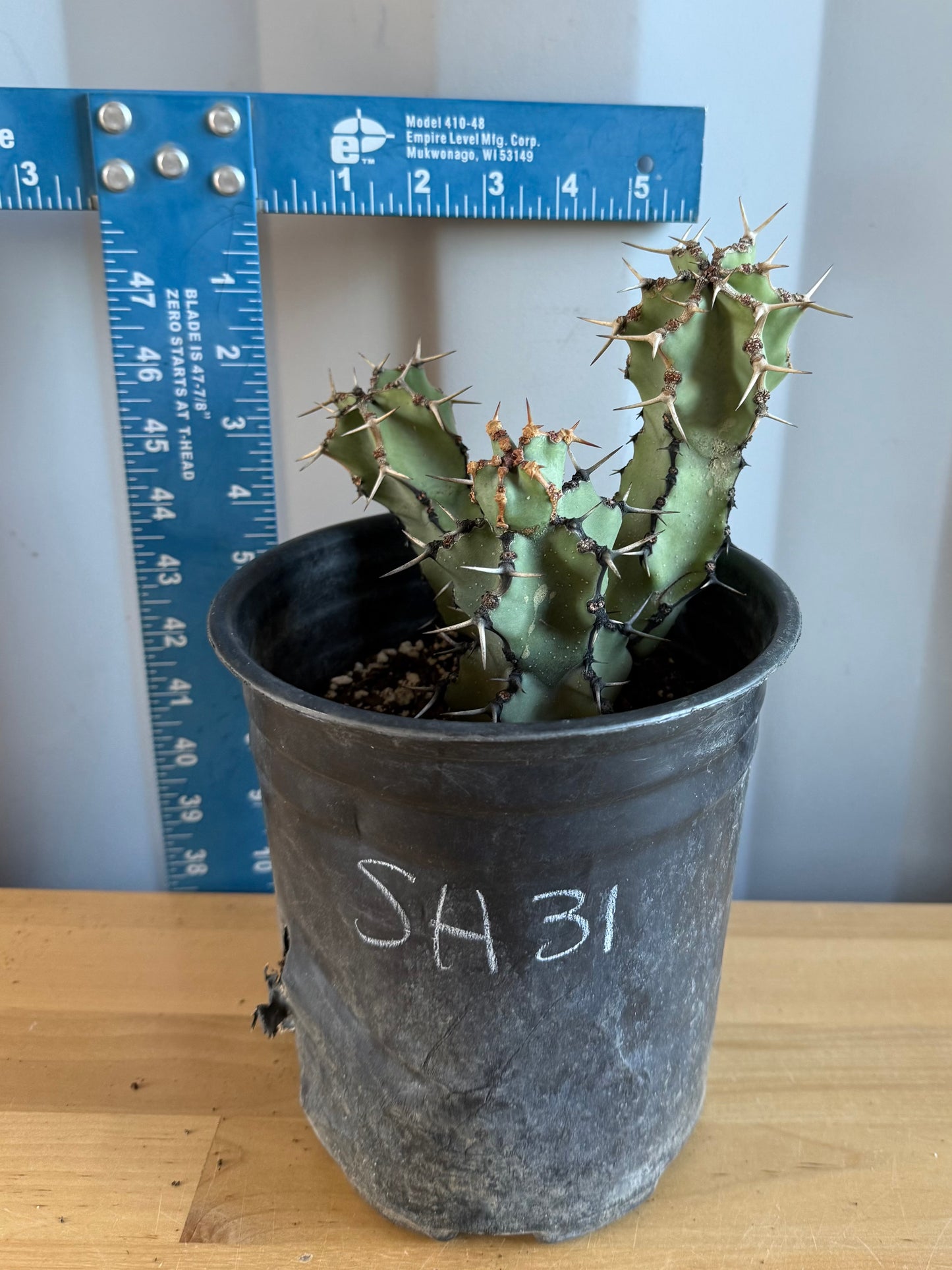 Euphorbia coerulescens SH31