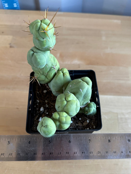 4-inch Monstrose Cactus SH32