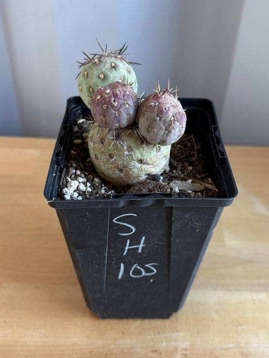 Tephrocactus Geometricus SH105