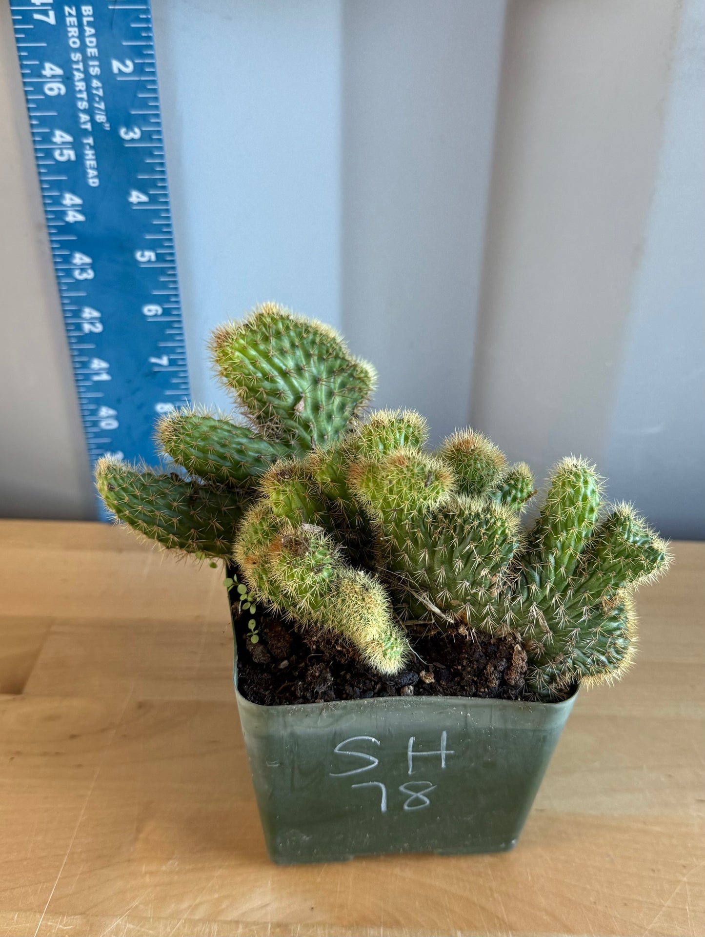 Crested Golden 'Rat Tail' Cactus | Cleistocactus winteri cristata SH78