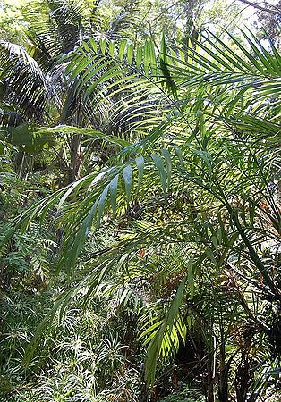 Chamaedorea hooperiana 3g