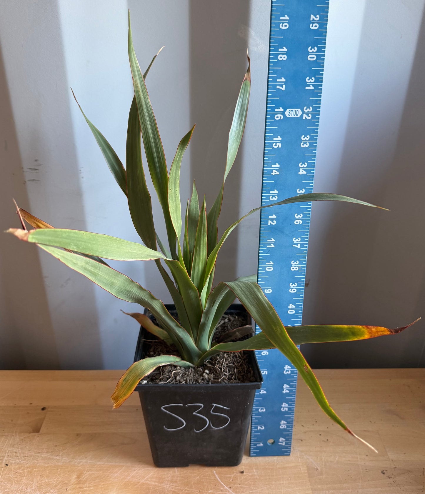 Three Gallon Dragon Tree S35 | Dracaena draco