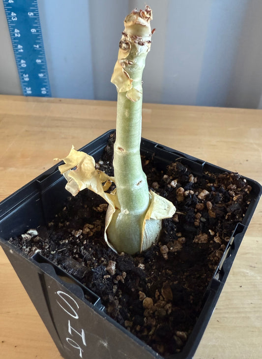 4-inch Cyphostemma cirrhosum SH96