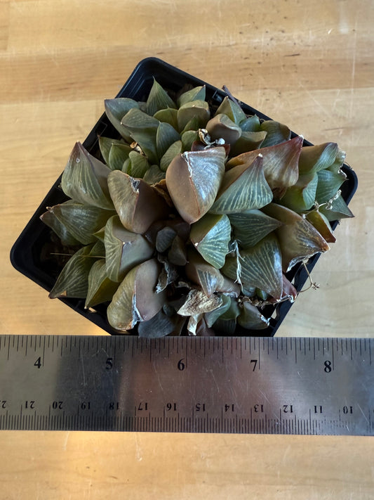 Haworthia retusa var. multilineata 4in