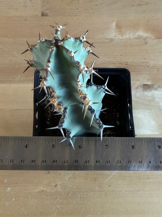 Euphorbia coerulescens SH23