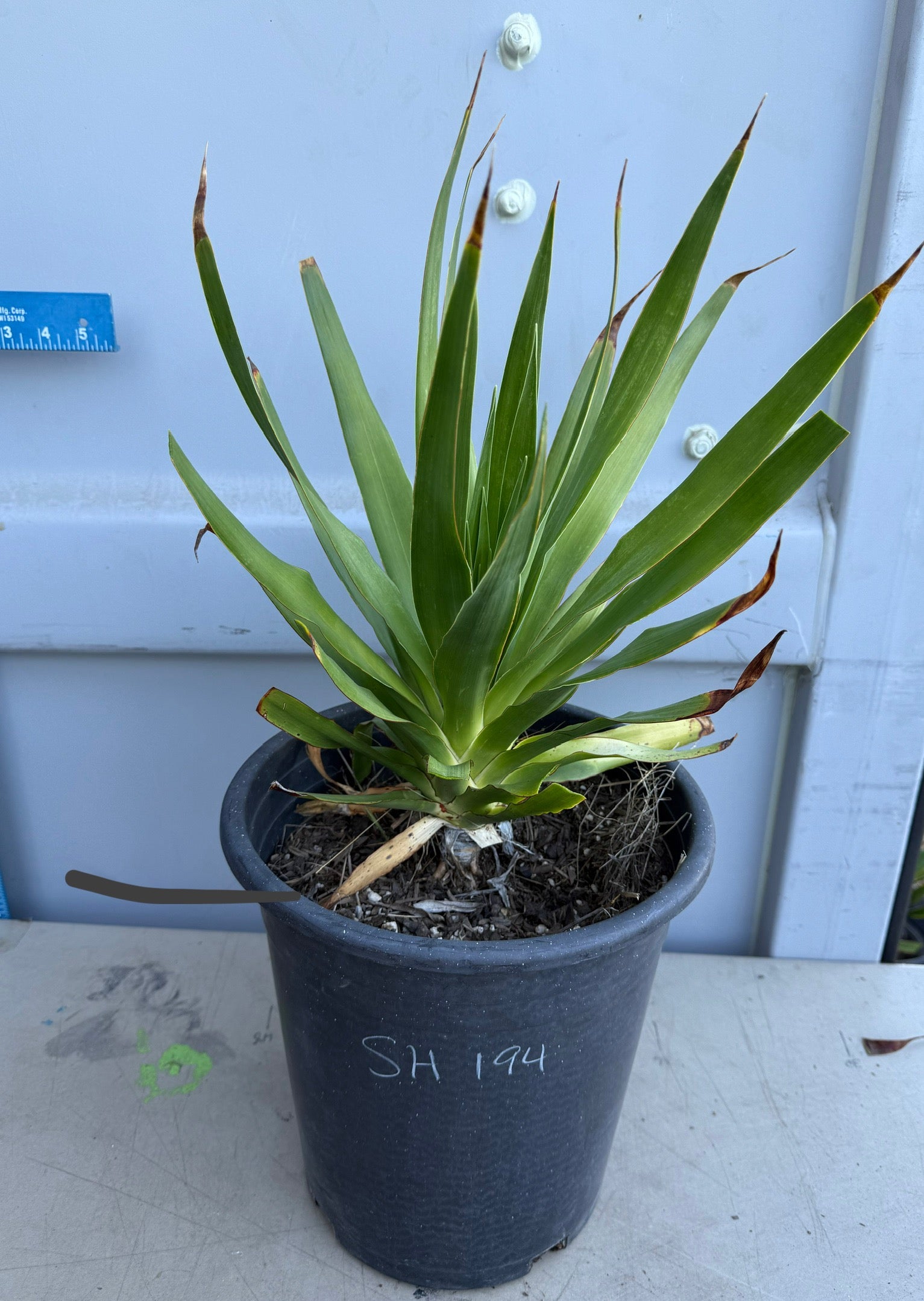 buy dracaena draco 5 Gallon Dragon Tree SH194