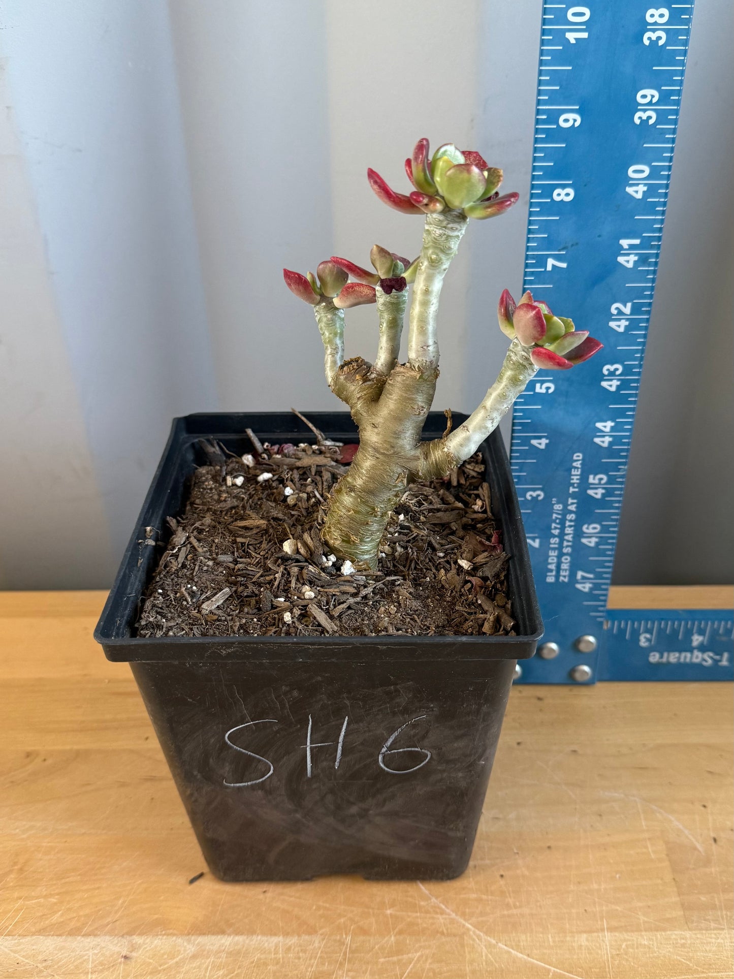 Sedum frutescens SH6