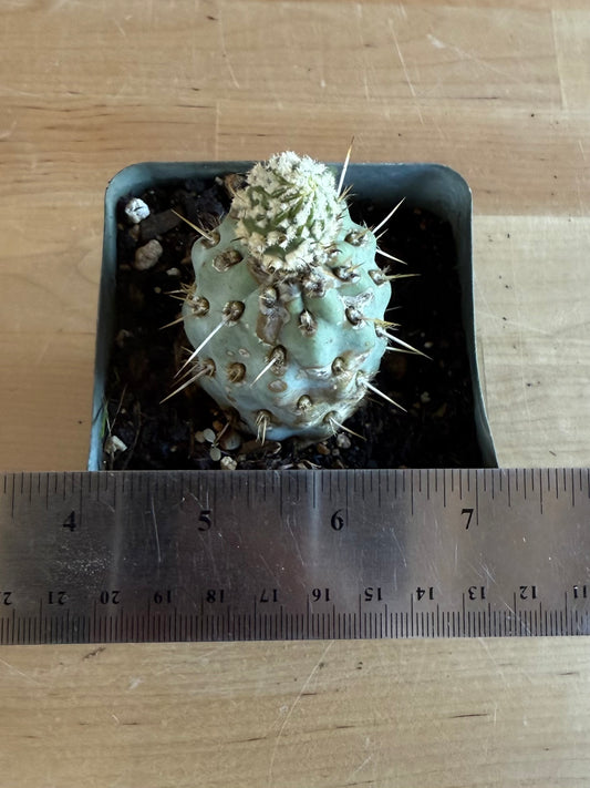4-inch Miqueliopuntia miquelii SH72 | Opuntia miquelii