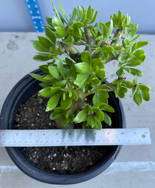 5gal Butter Tree SH184 | Tylecodon paniculatus