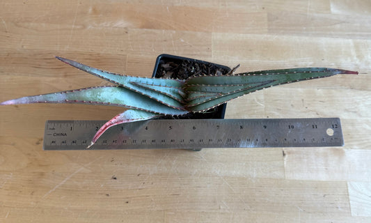 4-inch Mustache Aloe SH68 | Aloe suprafoliata