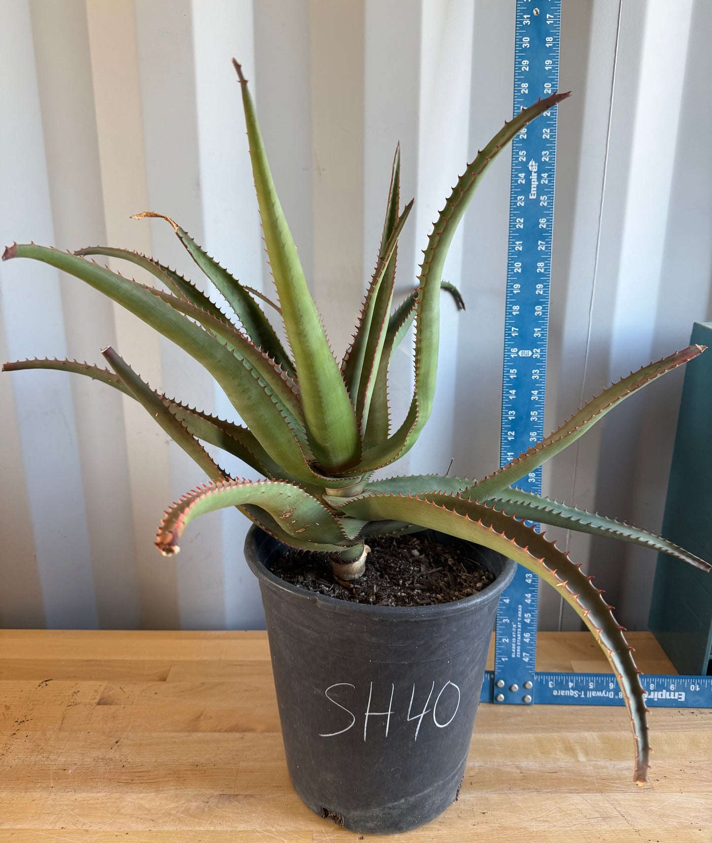 5gal Aloe rupestris SH40