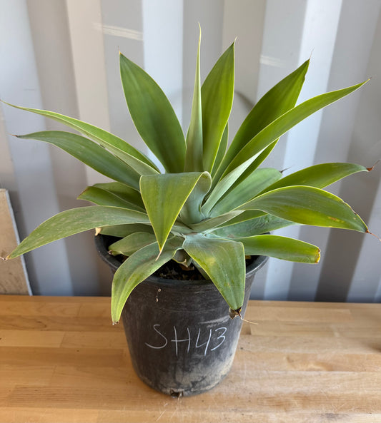 Foxtail Agave SH43 | Agave attenuata