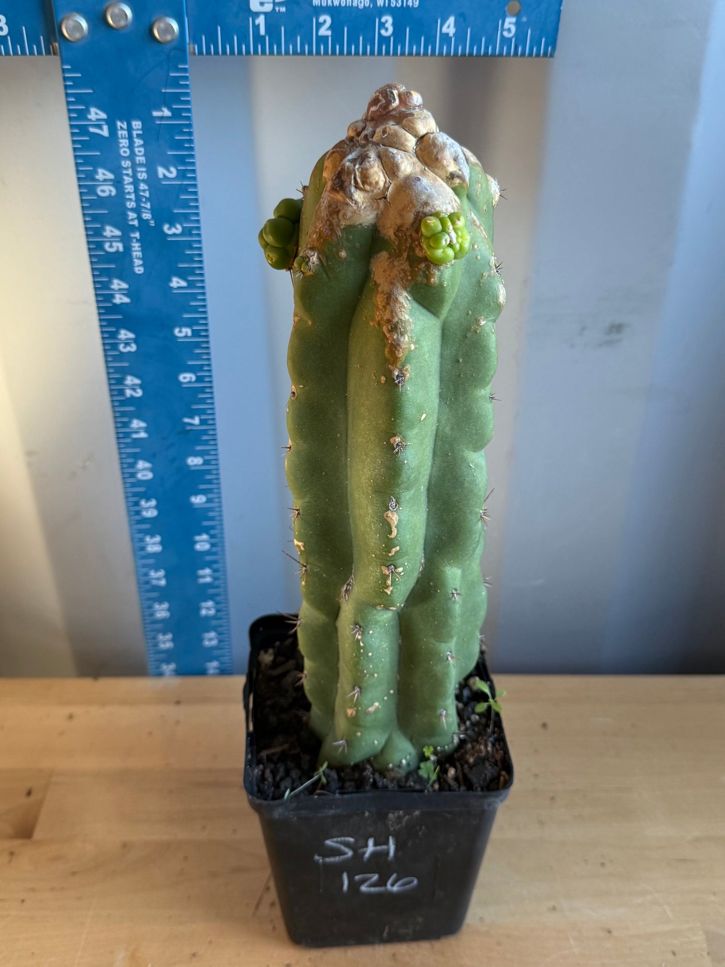 Landscape Monstrose Cactus SH126