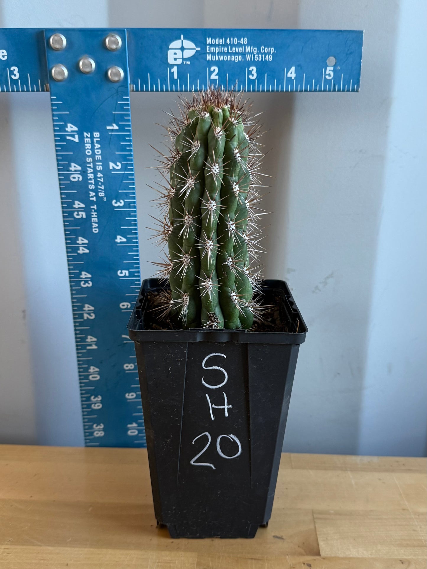 Cleistocactus fieldianus SH20