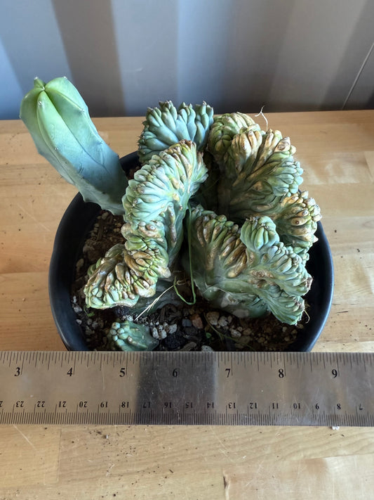 Myrtillocactus geometrizans ‘cristata’ SH120