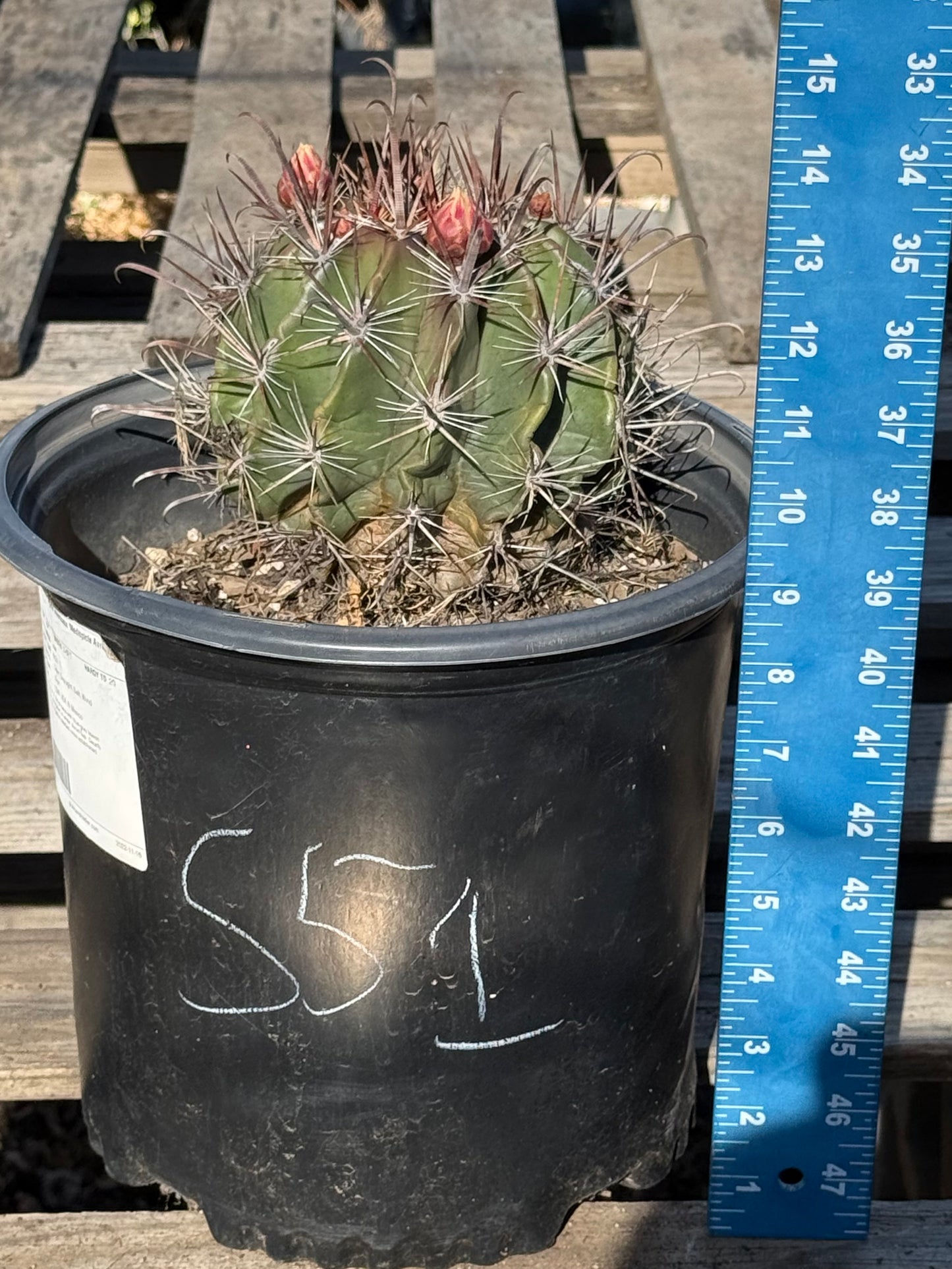 Ferocactus herrerae | Twisted Barrel Cactus S51