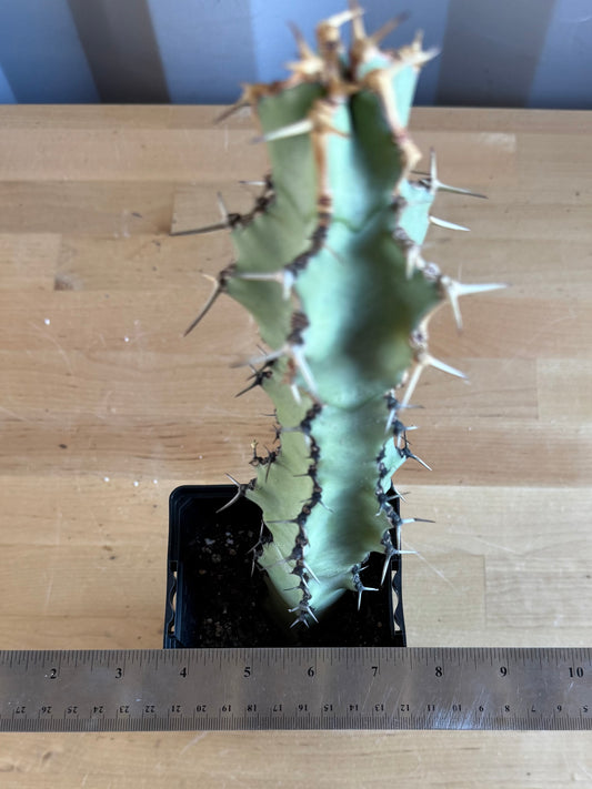 Euphorbia coerulescens SH22