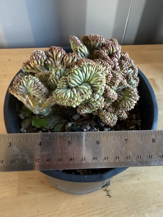 Myrtillocactus geometrizans ‘cristata’ SH121