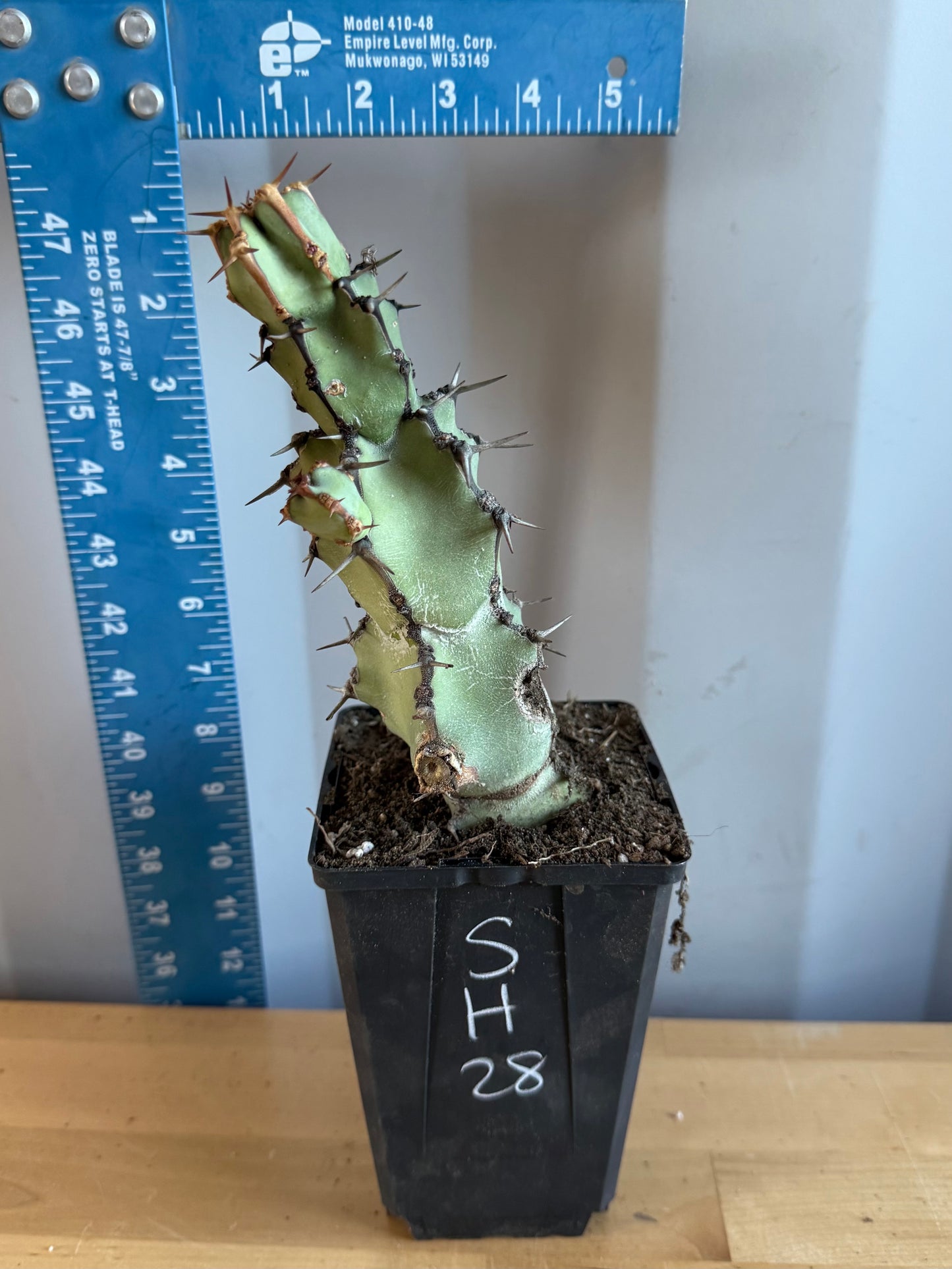Euphorbia coerulescens SH28