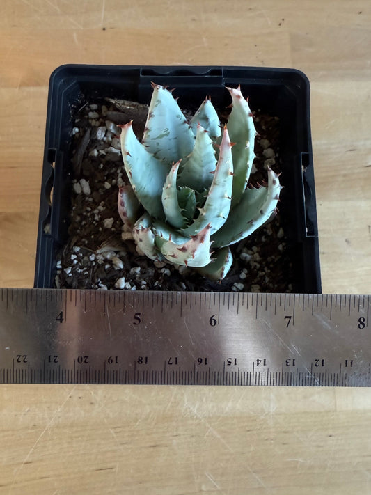 Fez Aloe SH134 | Aloe peglerae