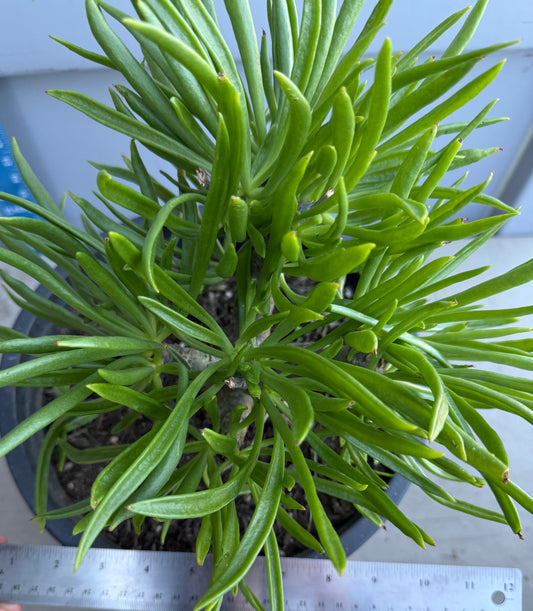 5gal Tylecodon dinteri SH189