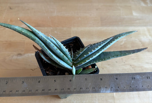 4-inch Mustache Aloe SH70 | Aloe suprafoliata