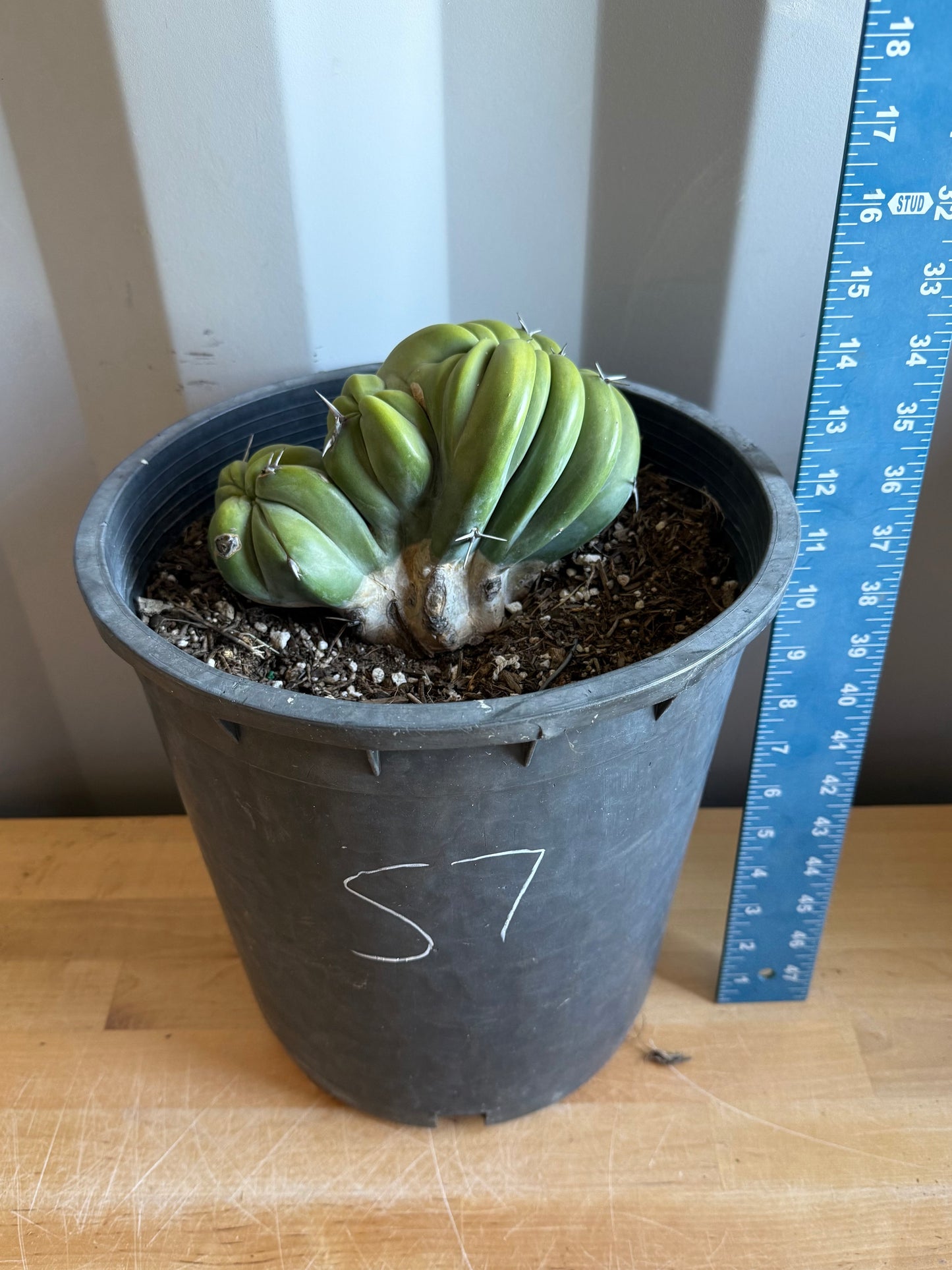 Myrtillocactus geometrizans ‘cristata’ Large Form S7